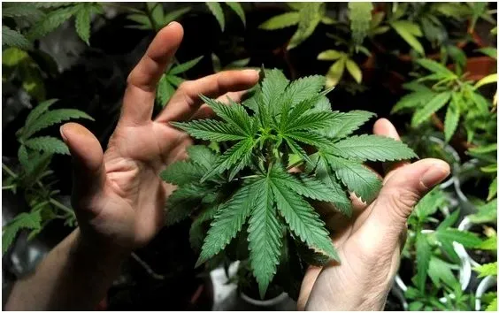 Legalizou? Não é bem assim; veja o que muda em decisão sobre a maconha