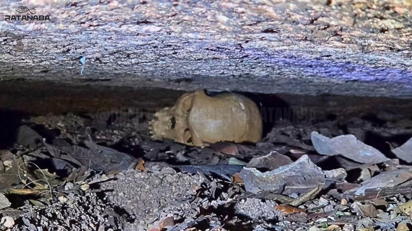 Dakila Pesquisas avança no estudo de crânio encontrado no Pará