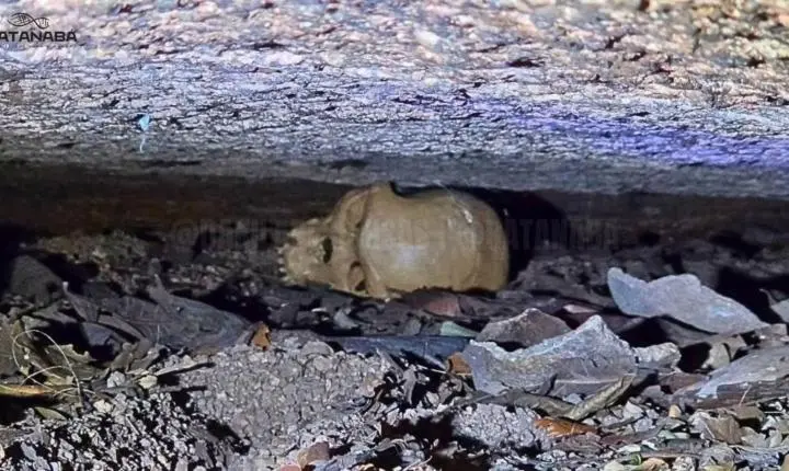 Dakila Pesquisas avança no estudo de crânio encontrado no Pará